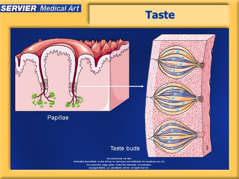 Taste Papillae Taste buds